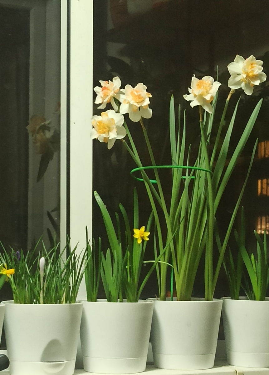 Фото: Анна. Махровые нарциссы Delnashaugh