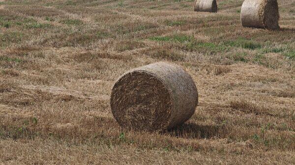    © Sputnik / Тамара Беляева