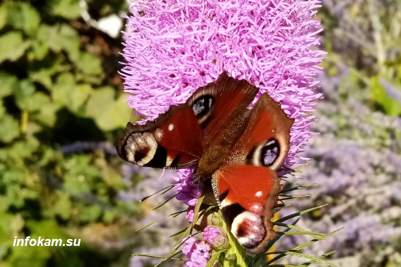    Бабочка павлиний глаз