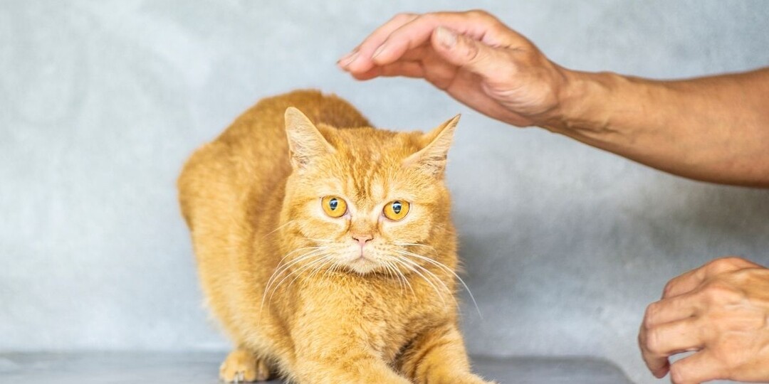 Почему кошка не любит, когда её гладят? 7 причин и что с этим делать