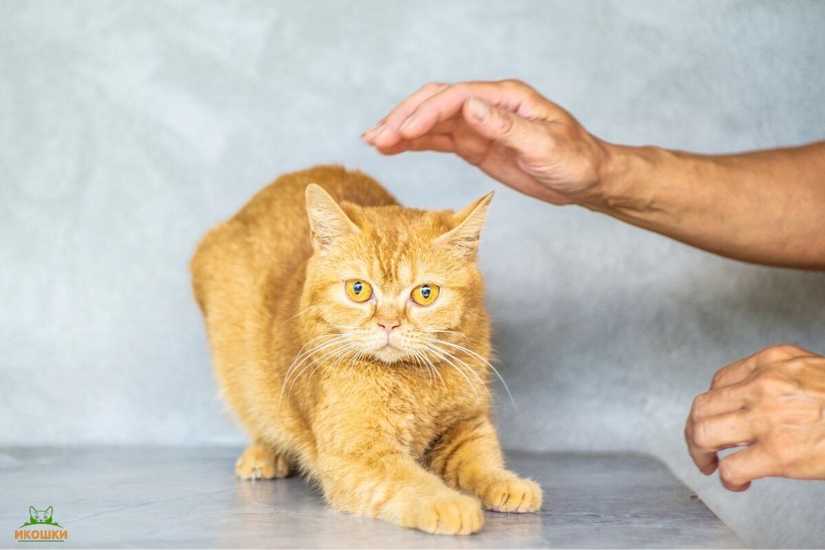 Кот избегает поглаживаний 