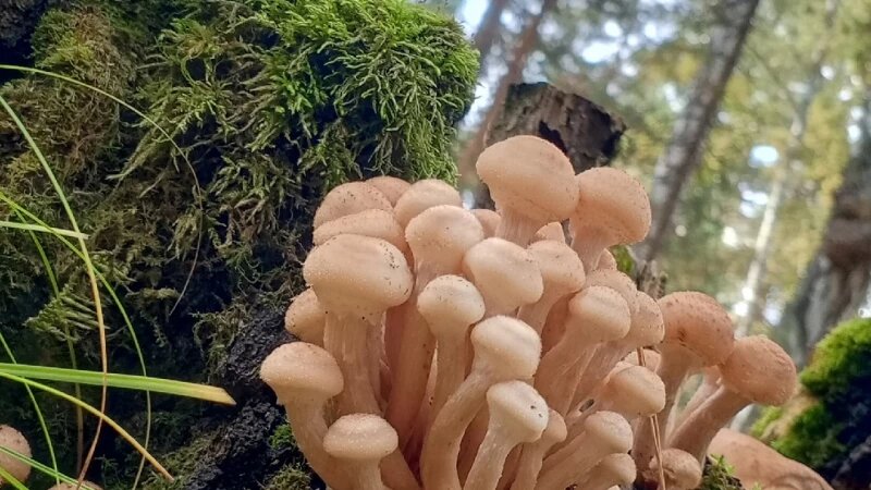     Второй слой опят в Алтайском крае. ВК группа «Грибы и Грибники Алтайского края»