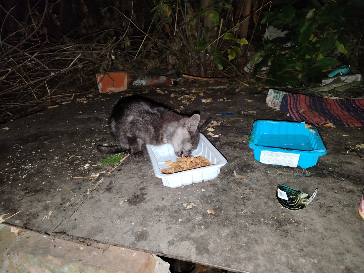 Новая ьездомная кошечка. Месяцев 5 ей. 