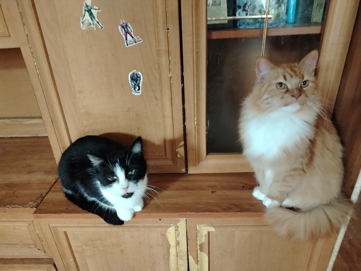 Матвей и Левчик