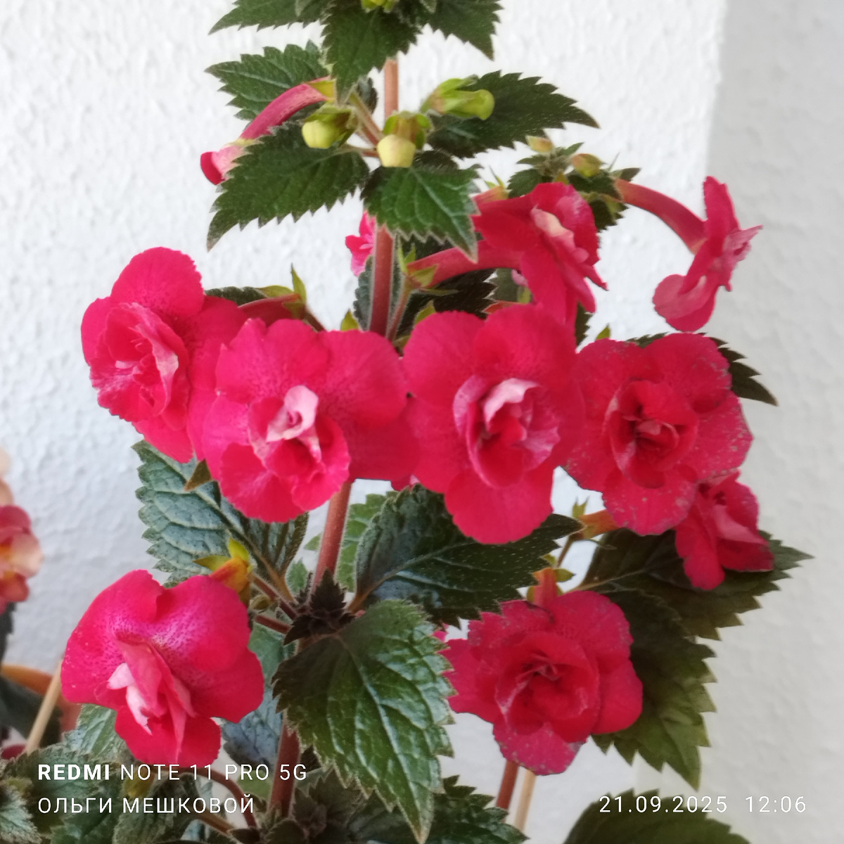 Ахименес RF's Nirvana,сорт шедевр! Очень щедрый на цветение,не капризный! Цветы стабильно махровые!