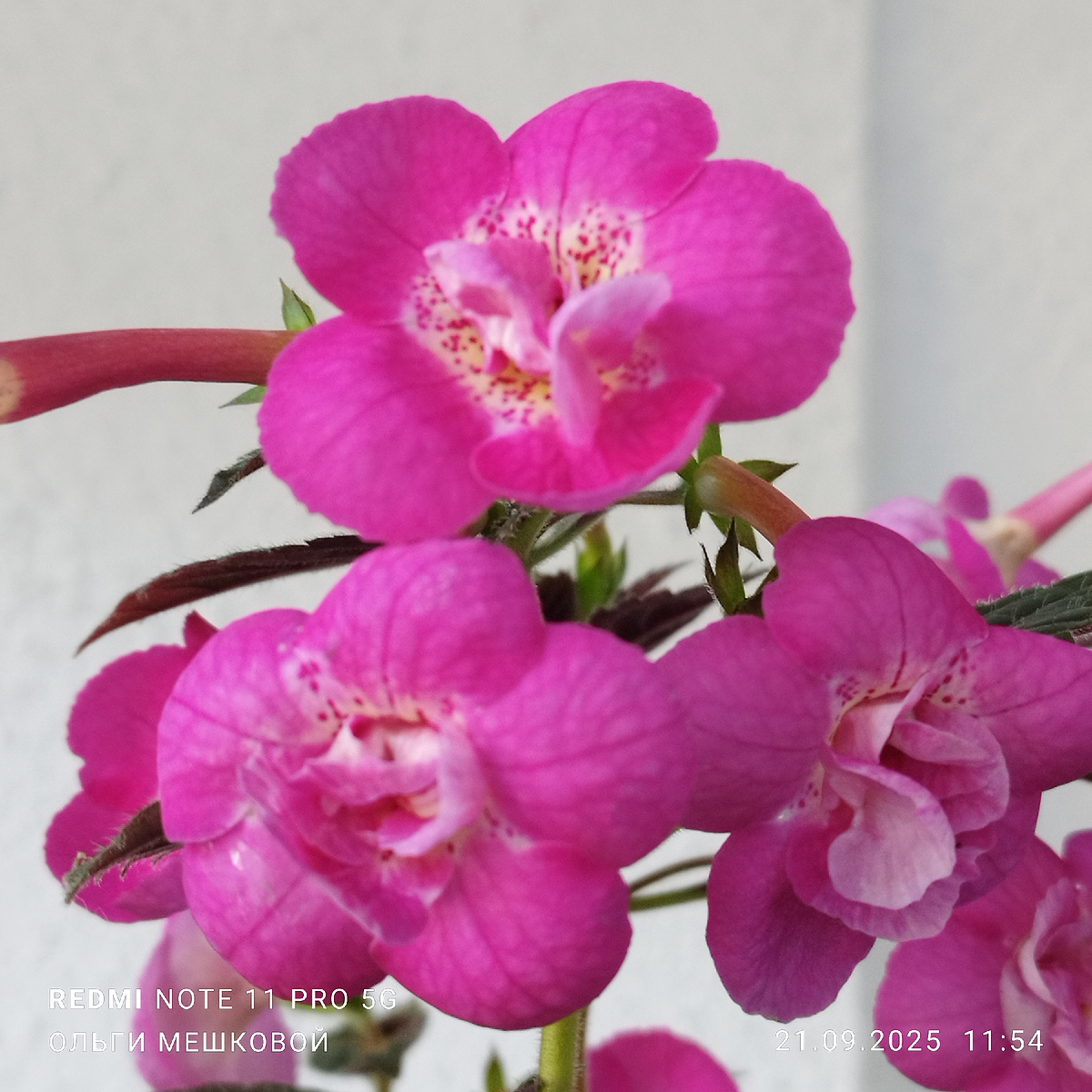 Ахименес RF's Larisa Sabanovich,сорт кустовой,цветы крупнее среднего.