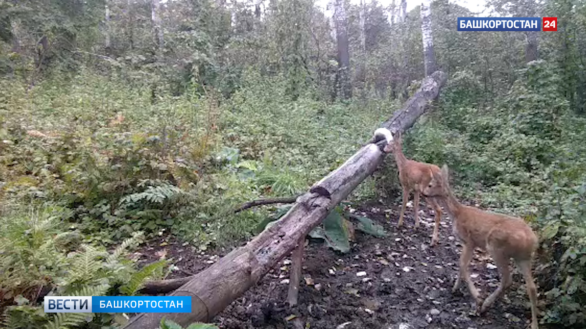    В Башкортостане в заказнике «Белоозерский» заметили косуль