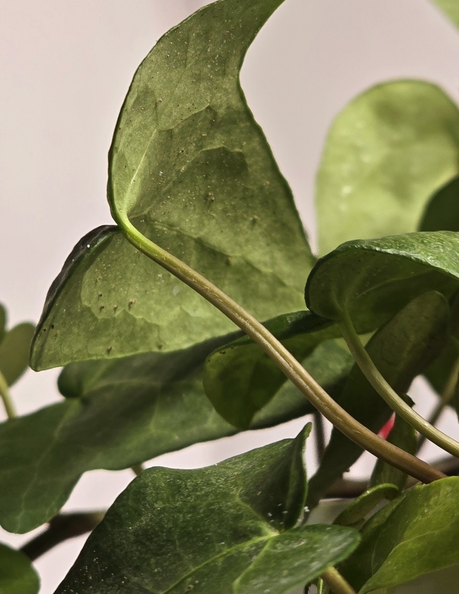 Видно и паутину и вредителей. 