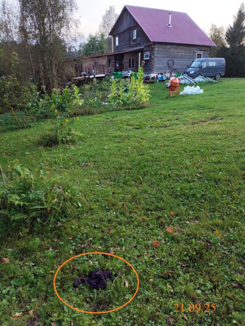    Медведь подошел к домам жителей поселка КарелииПодслушано в Видлице