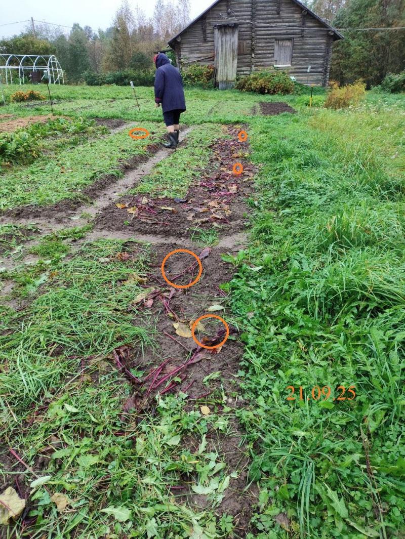    Медведь подошел к домам жителей поселка КарелииПодслушано в Видлице