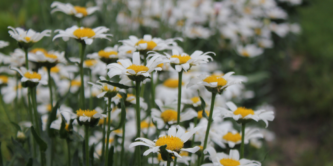 Обрезала многолетние ромашки - получила второе цветение в сентябре