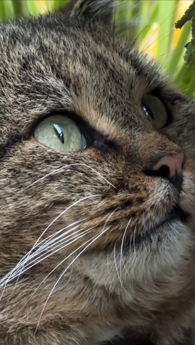 Лесной кот Барсик