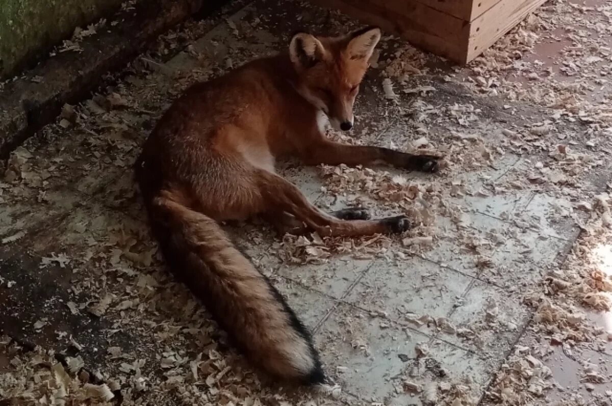    Лисы из Детского парка в Саратове начали набивать мех к зиме