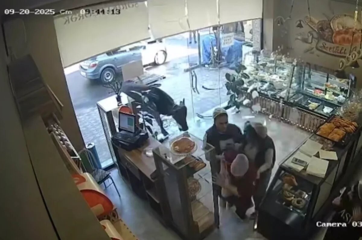    В Азербайджане агрессивный буйвол напал на кондитерскую