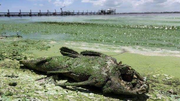Мертвая рыба на побережье Мексики
