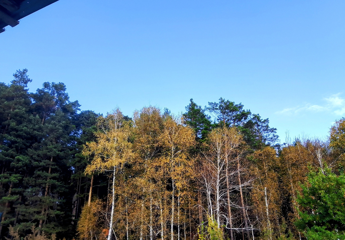 Краски осени