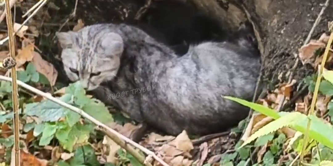 Брошенная в лесу кошка окотилась в дупле и из последних сил выкармливала котят.