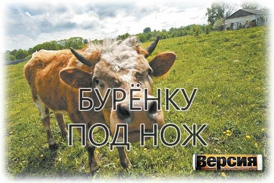    Бурёнку под нож