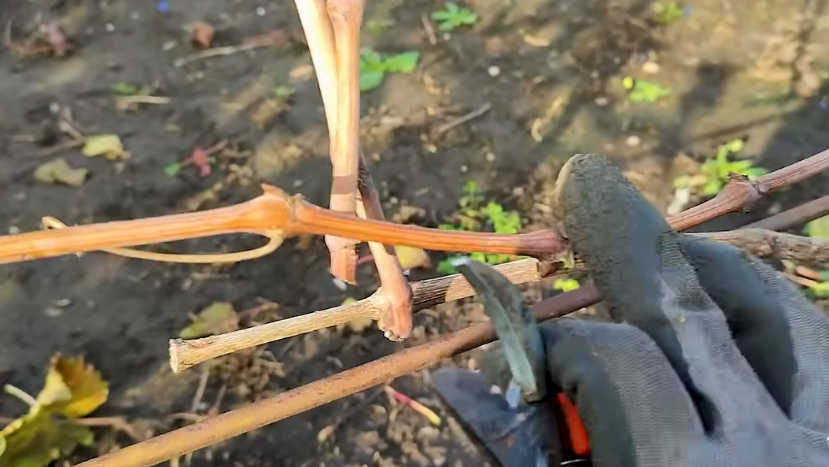 Провожу осеннюю обрезку винограда по схеме соседа-агронома. Теперь виноград не вымерзает зимой