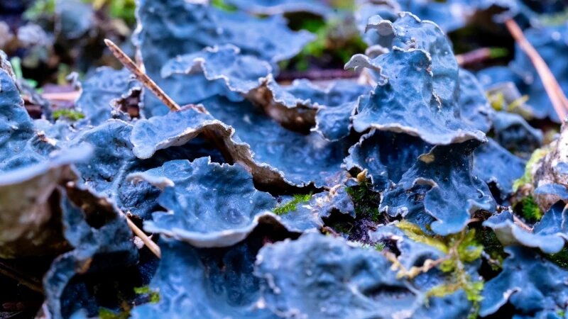     В Алтайском заповеднике показали красоту «микрокосмоса» под ногами. Роман и Татьяна Воробьевы