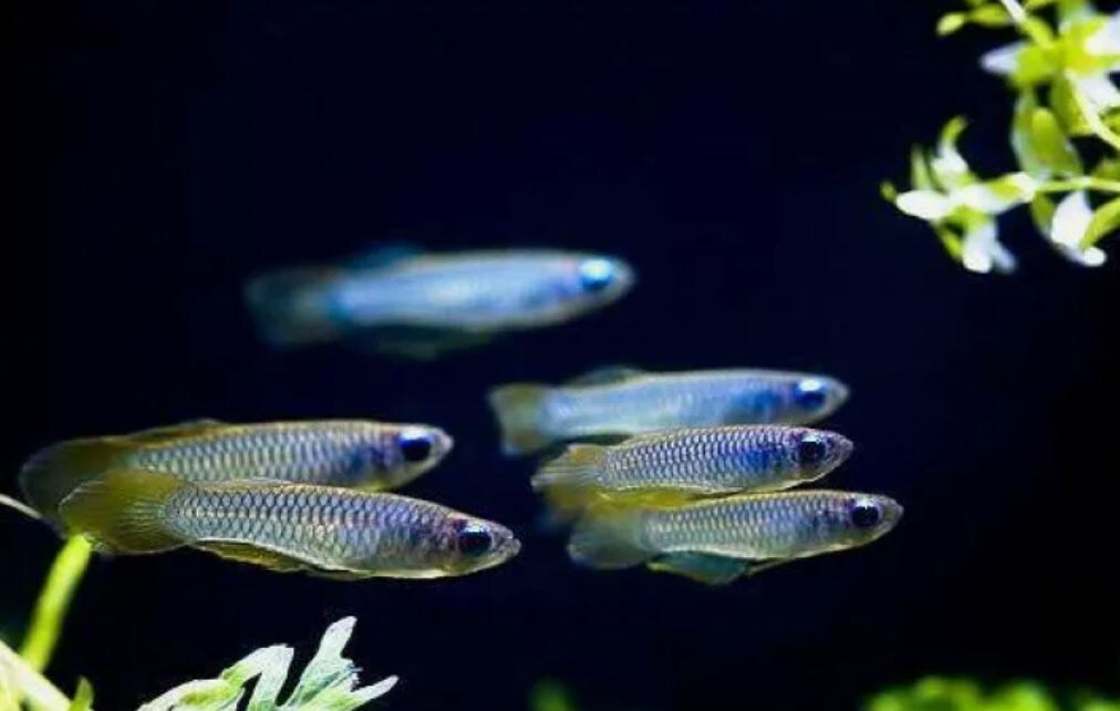 Голубоглазка Нормана