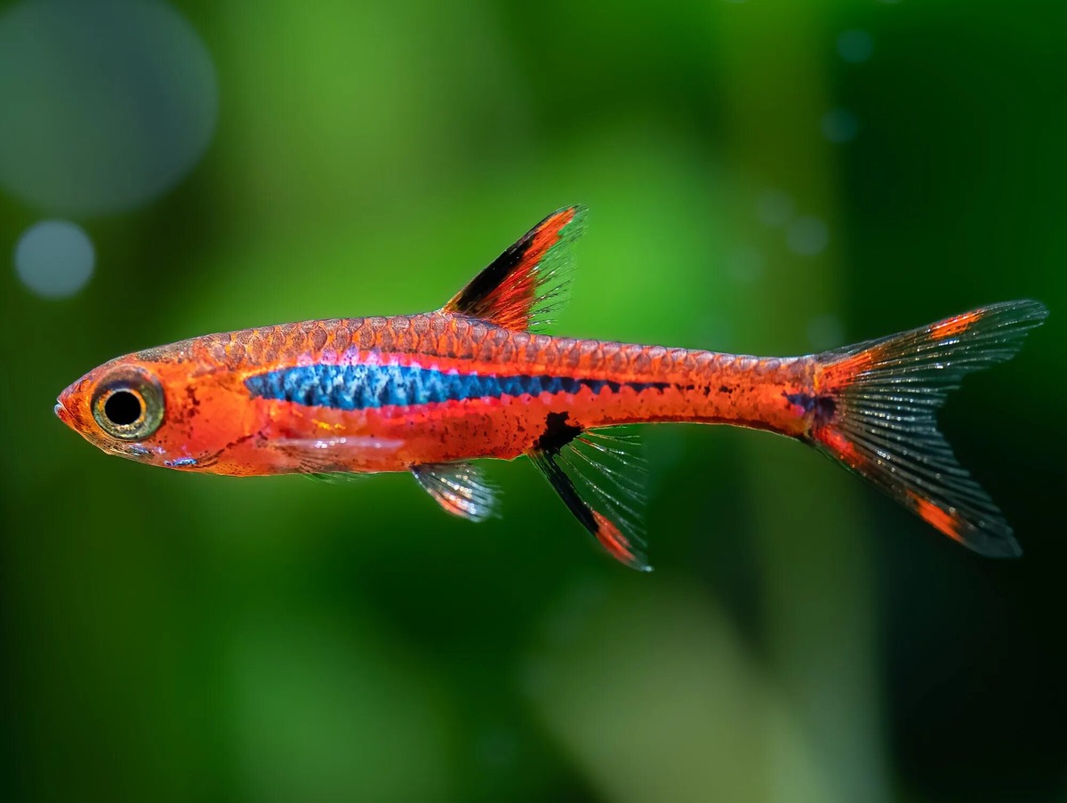 Расбора Бригитты