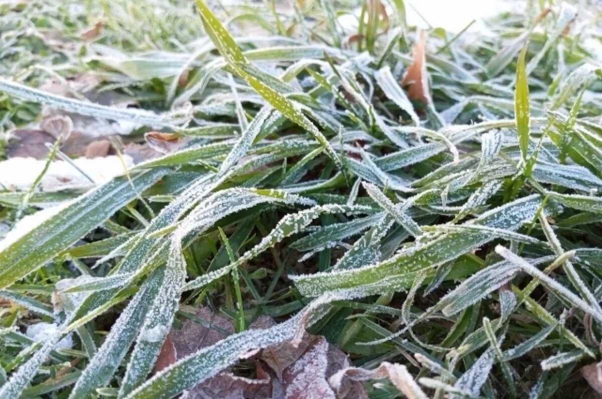    Московский метеоролог Шувалов предупредил воронежцев о близких заморозках