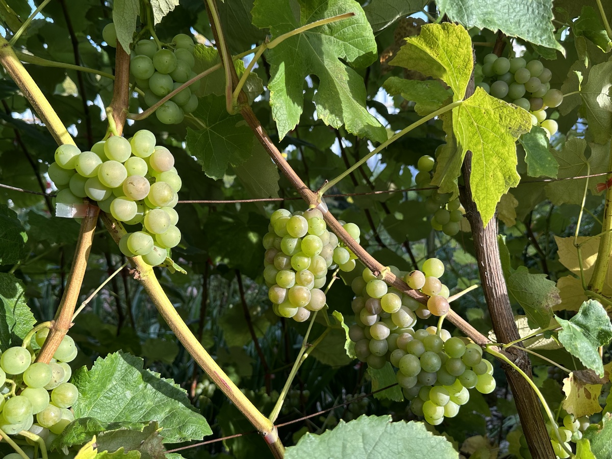 Тут тоже можно полистать 