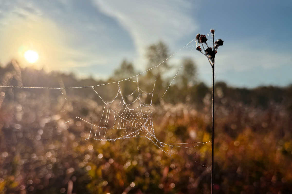 Луговые ворота