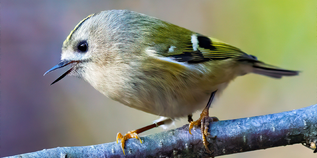 Осенний лес и призрачные лоси. Фотопоездка в Ярославскую область.