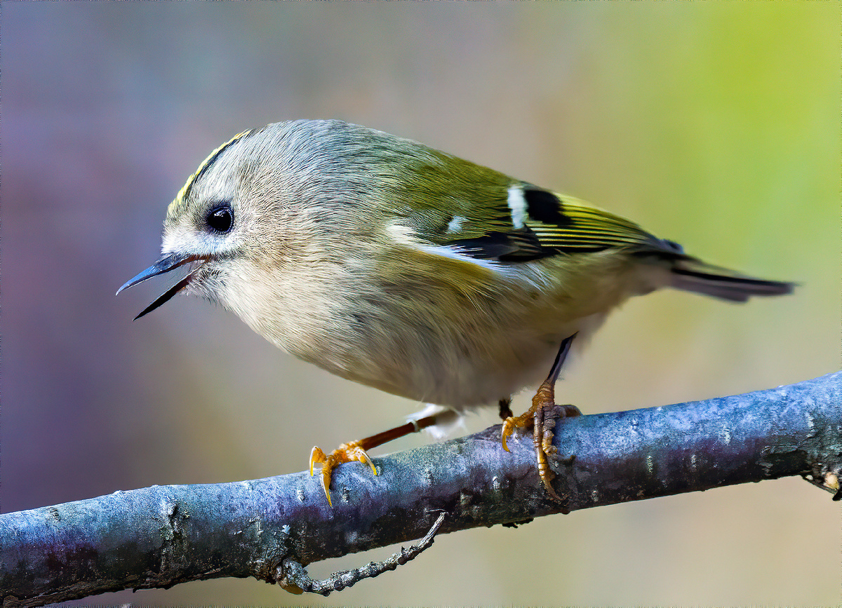 Желтоголовый королёк мигрирует по хвойным по лесам большими стайками