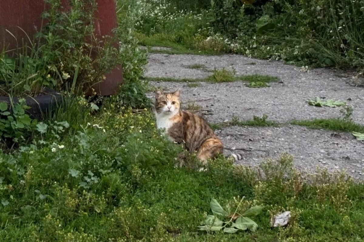    Житель Новочеркасска сначала избил, а затем выбросил кошку с пятого этажа