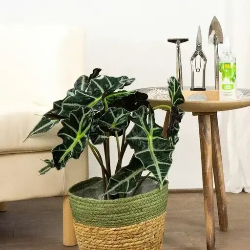   Слоновьи уши. Алоказия от AzaliaNow Мария Казённова