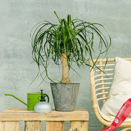   Бокарнея (нолина) от AzaliaNow Мария Казённова