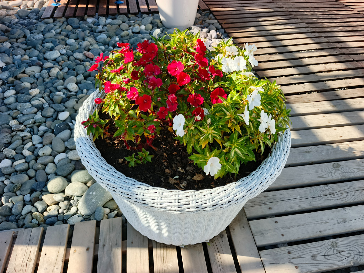 Сириус, Имеретинская Набережная, сентябрь 2025 года