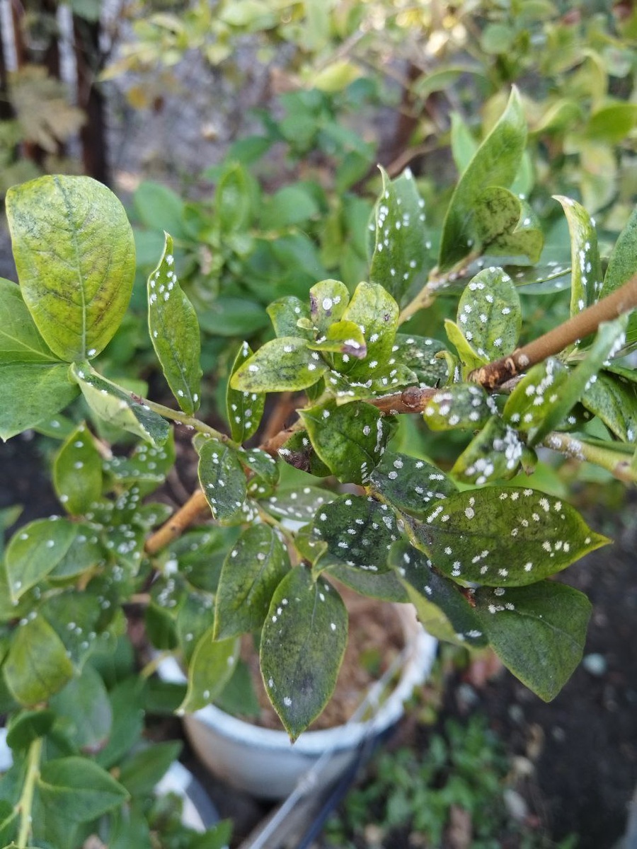 Мучнистый червь на голубике.