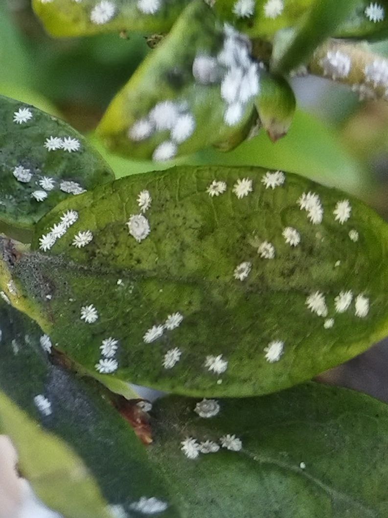 Болезни голубики мучнистый червь.