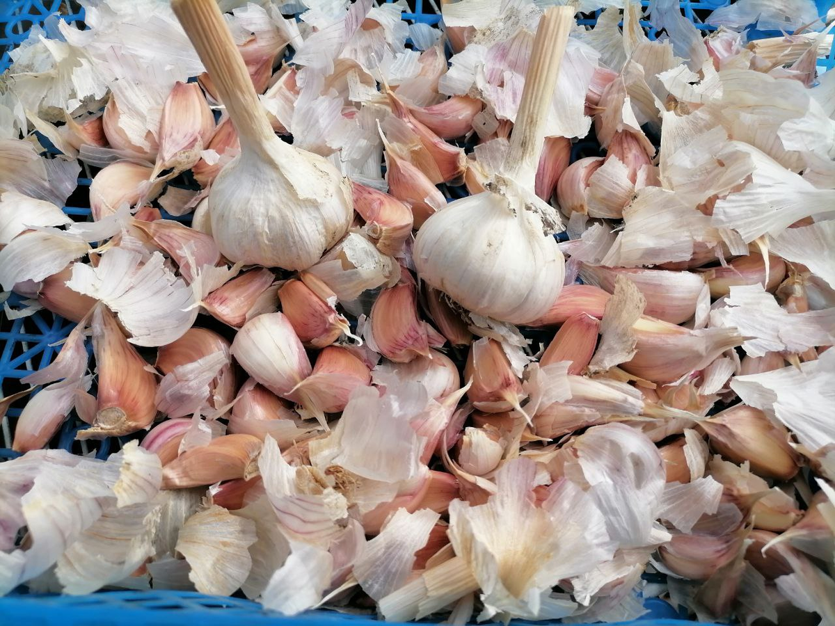 Озимый чеснок, фото автора