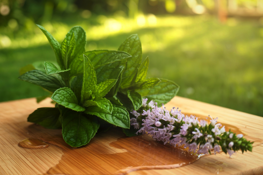 Свежая мята