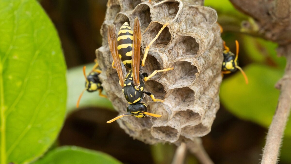    Фото: page frederique / Shutterstock / Fotodom
