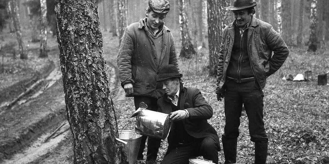 Берёзовый сок: как в СССР пытались создать новую отрасль и что из этого вышло