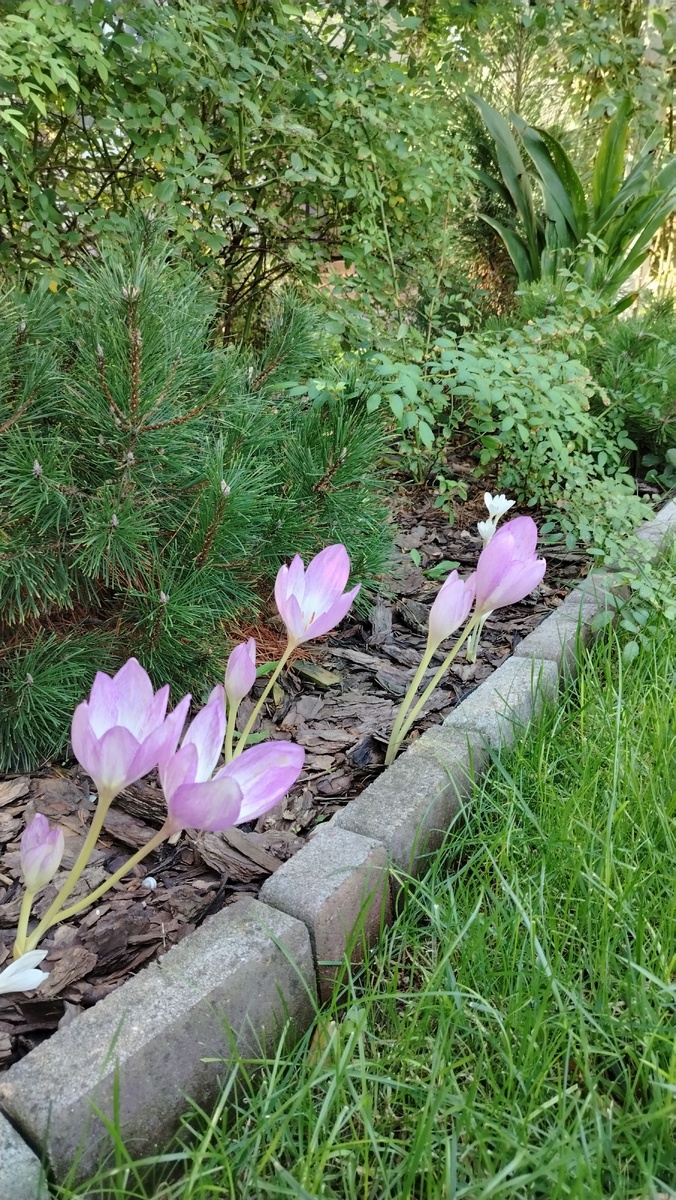 Отцвели почти. Но о них отдельно будет разговор. 