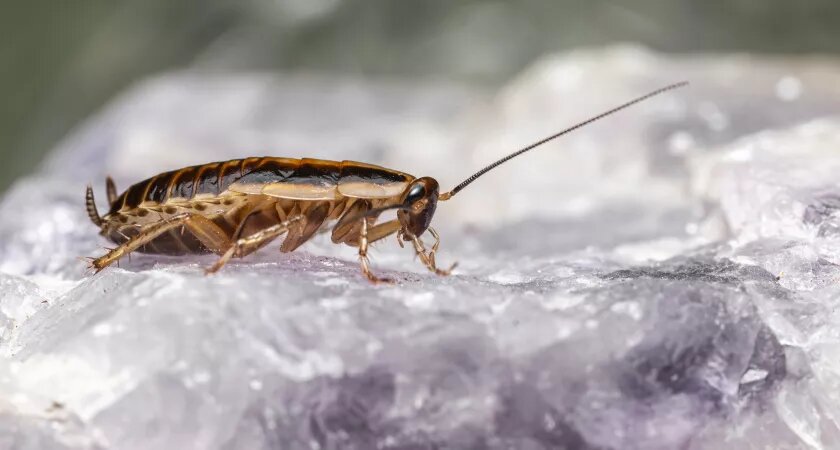    Тараканы "в панике" сбежали из дома: 1 чайная ложка в воду — "усатых" квартирантов, как не бывало