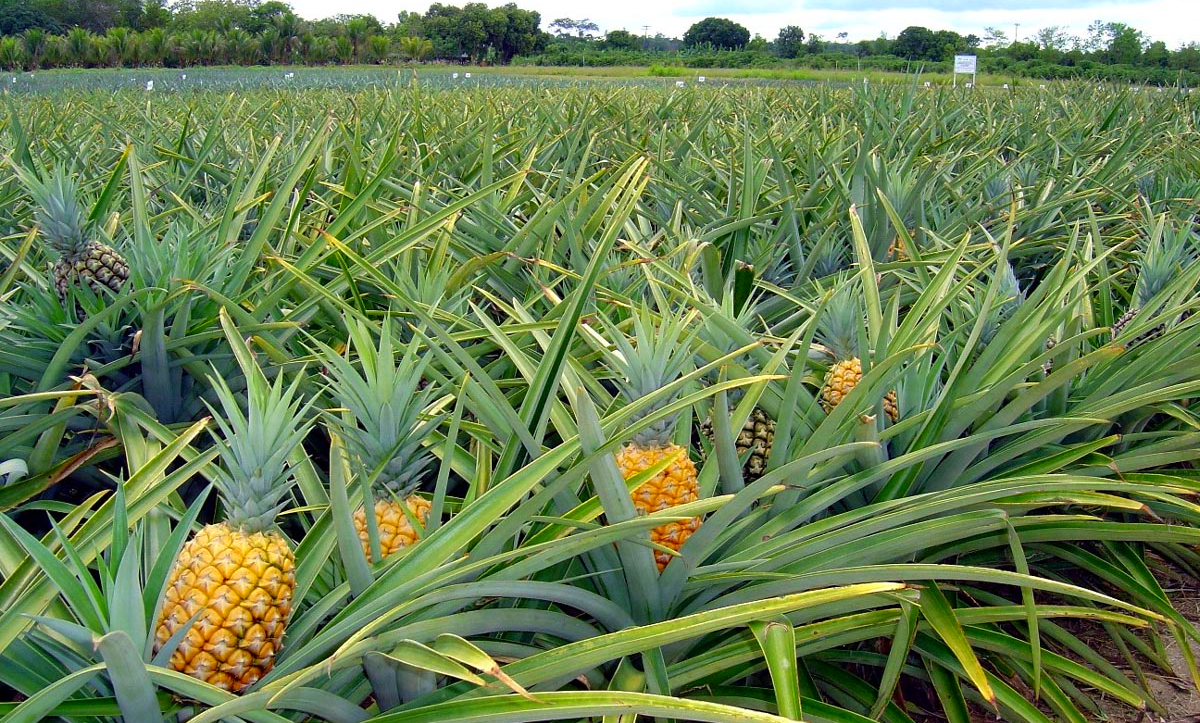 Родиной ананаса, как и многих других тропических сокровищ, является Южная Америка.