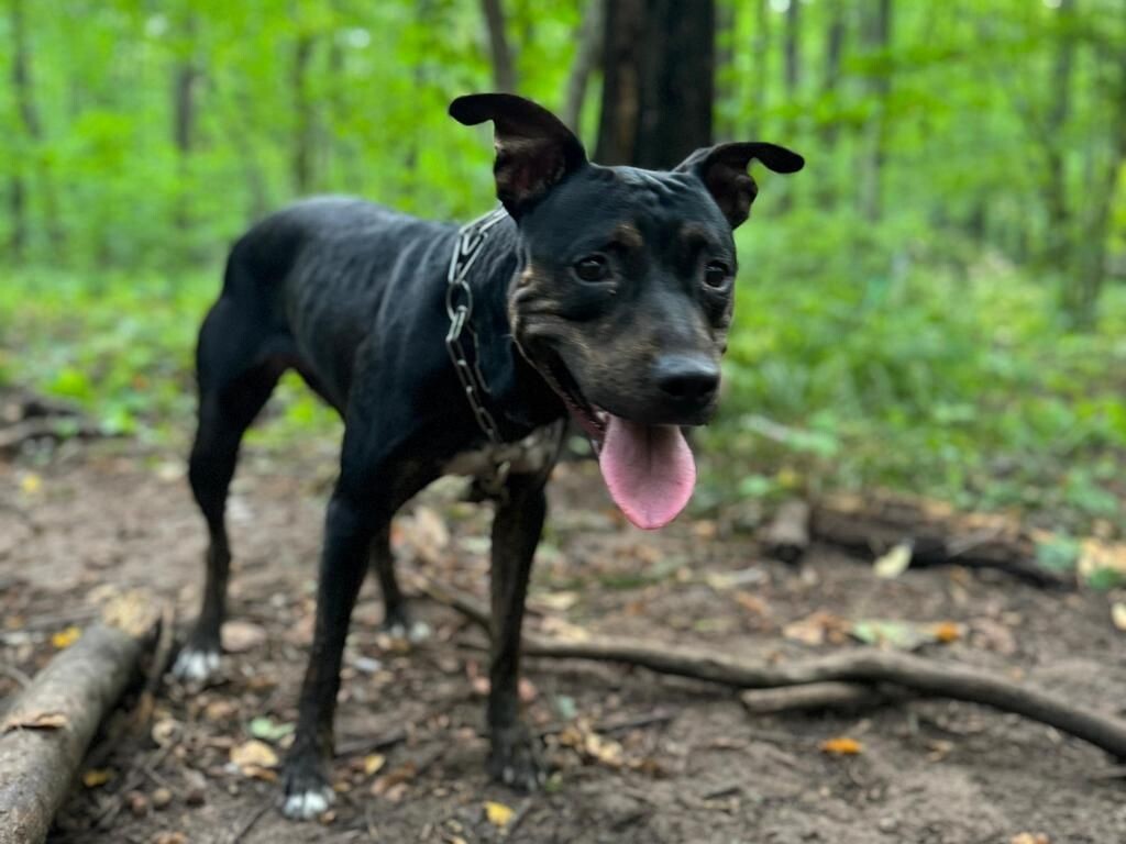 Фото: чат «Животные. Потеряшки и найденыши»