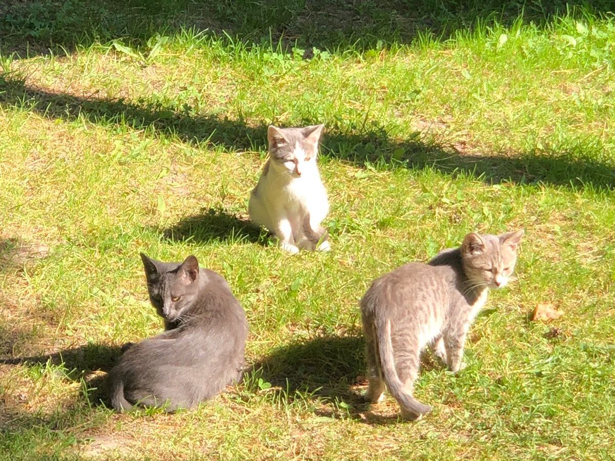 Фото: чат «Животные. Потеряшки и найденыши»