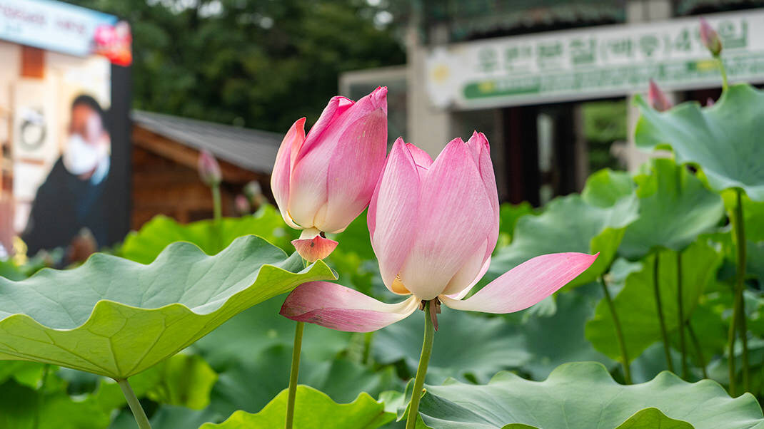 Цветы у входа