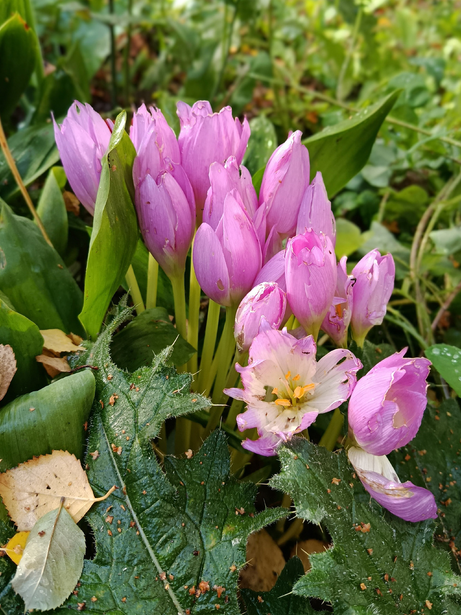Ах, если б знали, из каких чертополохов...