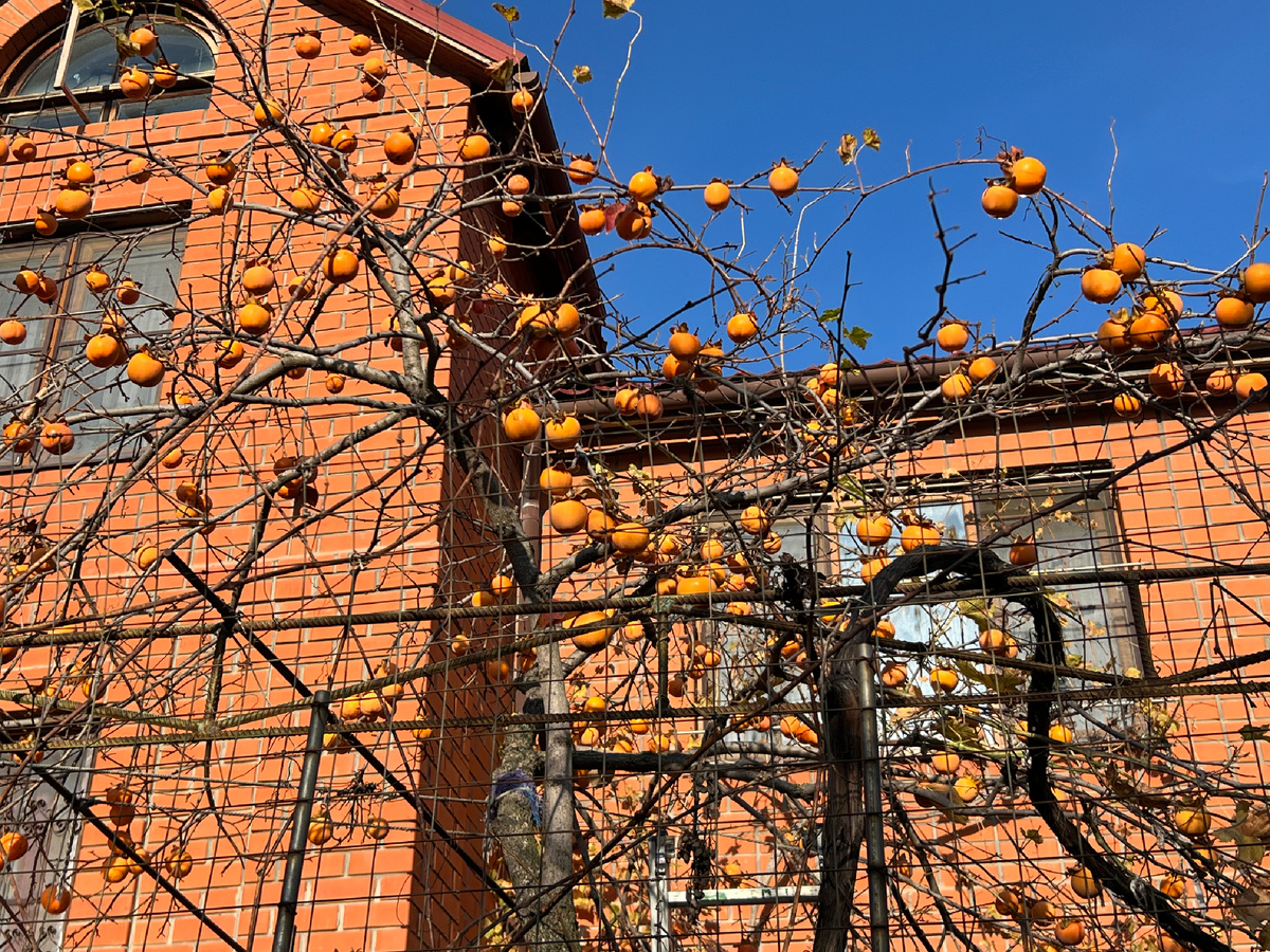 Хурма поспела