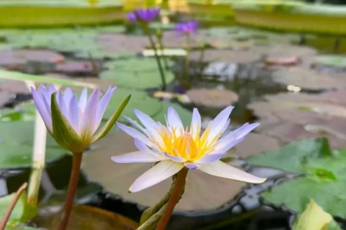    Ботанический сад Петербурга прощается с сезоном Водного маршрута